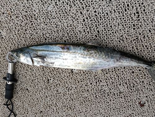 サゴシの釣果
