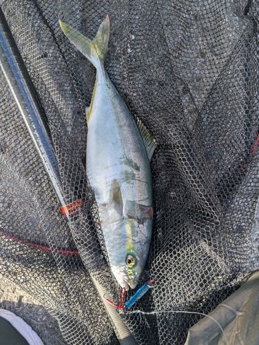 フクラギの釣果