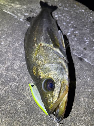 シーバスの釣果