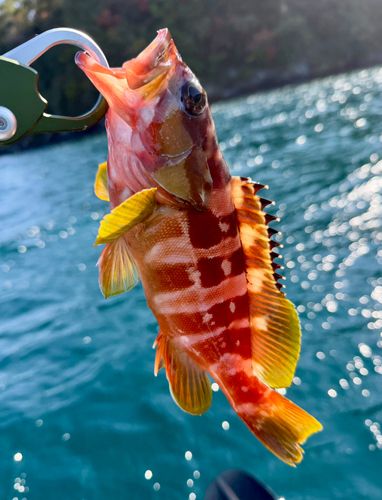 アカハタの釣果