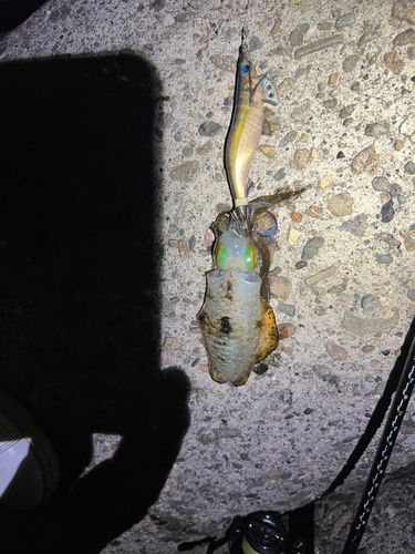 アオリイカの釣果