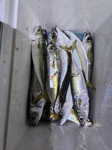 サバの釣果