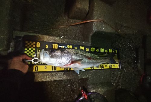 シーバスの釣果