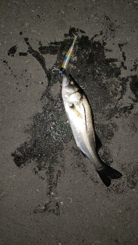 東京湾（アクアライン以北）