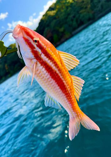 オジサンの釣果