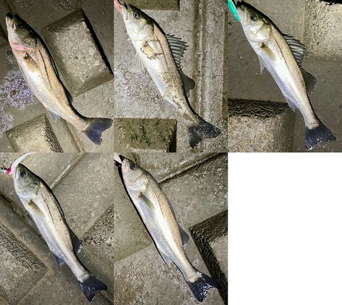 シーバスの釣果