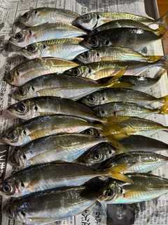 アジの釣果