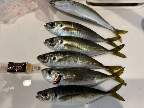 アジの釣果