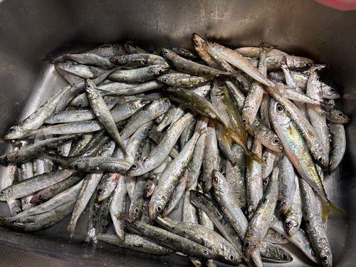 イワシの釣果
