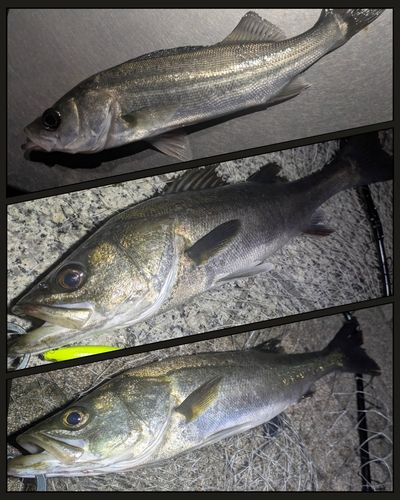 シーバスの釣果