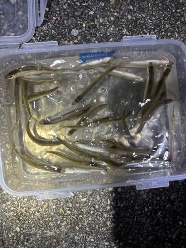 ワカサギの釣果