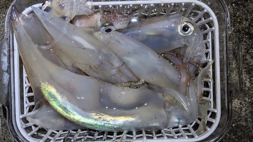 ヤリイカの釣果