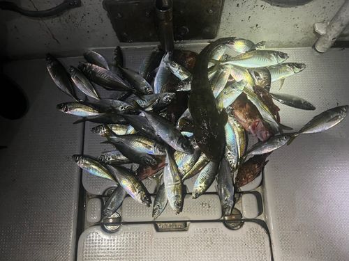 アジの釣果