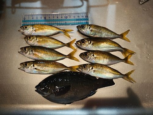 アジの釣果