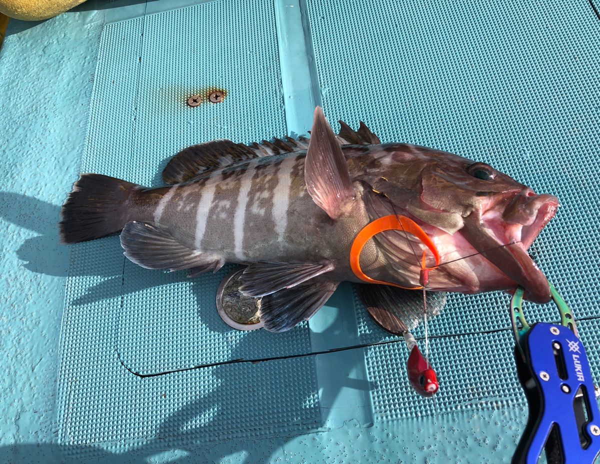 1/144さんの釣果 2枚目の画像