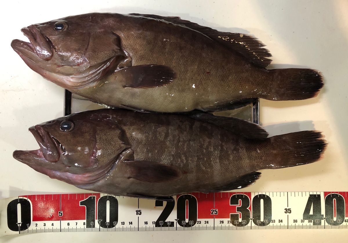 1/144さんの釣果 3枚目の画像