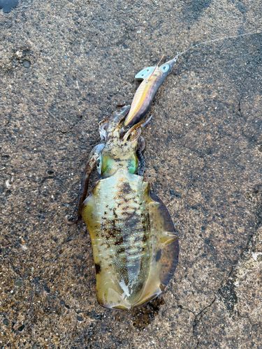 アオリイカの釣果