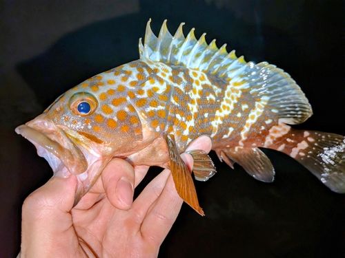 キジハタの釣果