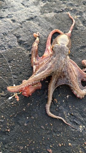 タコの釣果