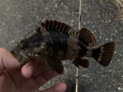 ムラソイの釣果