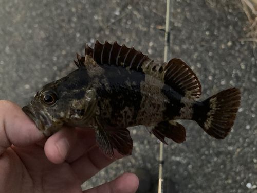 ムラソイの釣果