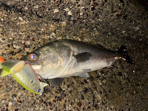 スズキの釣果