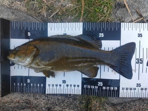 スモールマウスバスの釣果