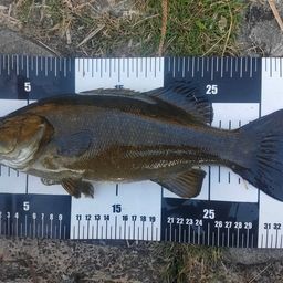 スモールマウスバス