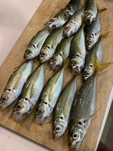 アジの釣果