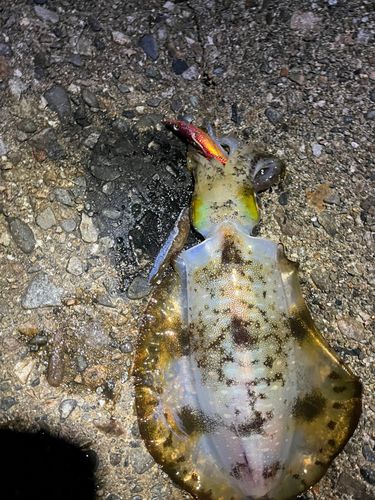 アオリイカの釣果