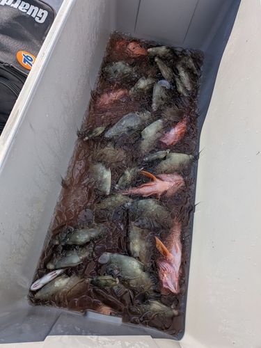 カワハギの釣果