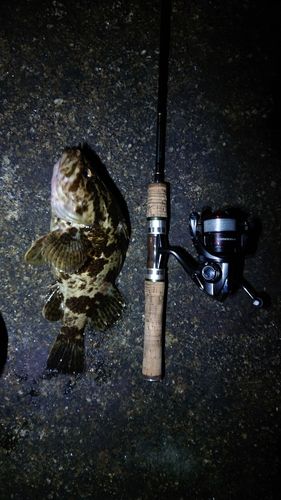 常滑りんくう釣り護岸