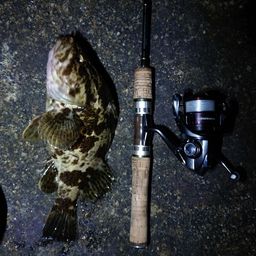 タケノコメバル