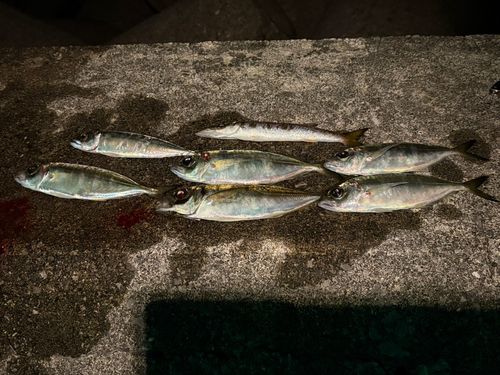 アジの釣果