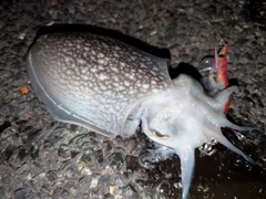 シリヤケイカの釣果