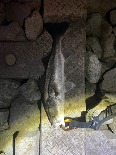 犀川下流（石川）