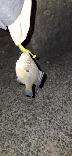 ブルーギルの釣果