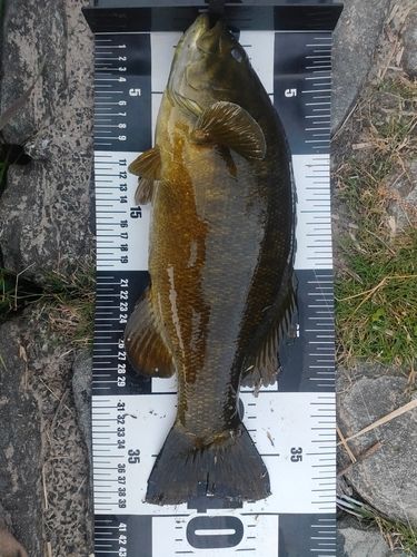 スモールマウスバスの釣果