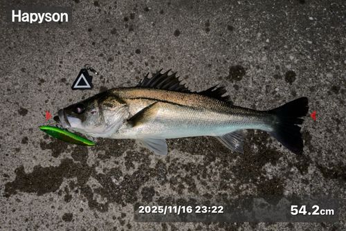 シーバスの釣果