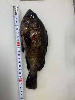 タケノコメバルの釣果