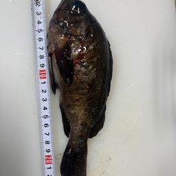 タケノコメバル