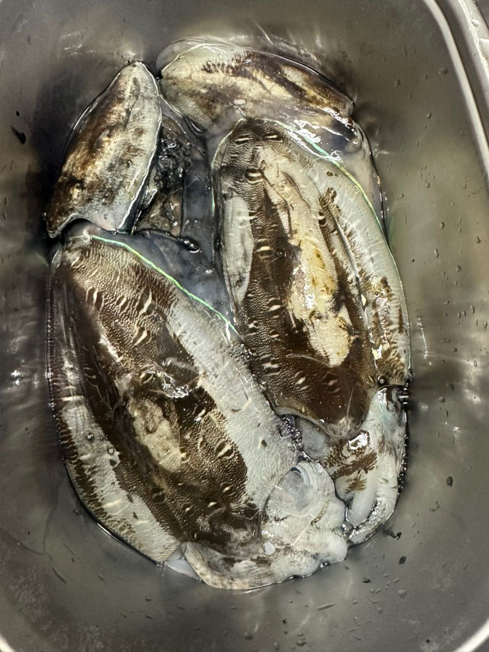 UOKINさんの釣果 1枚目の画像