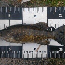 スモールマウスバス