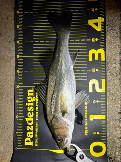 フッコ（マルスズキ）の釣果