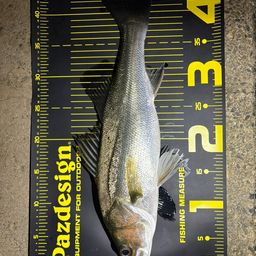 フッコ（マルスズキ）