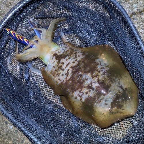 アオリイカの釣果