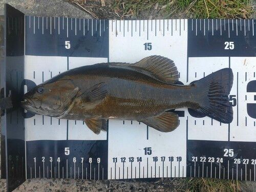 スモールマウスバスの釣果