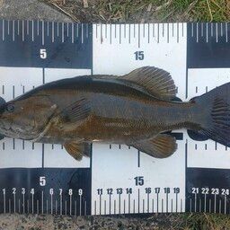 スモールマウスバス