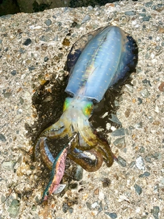 アオリイカの釣果