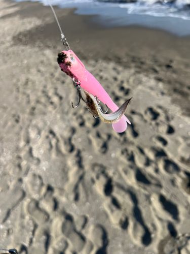 シタビラメの釣果